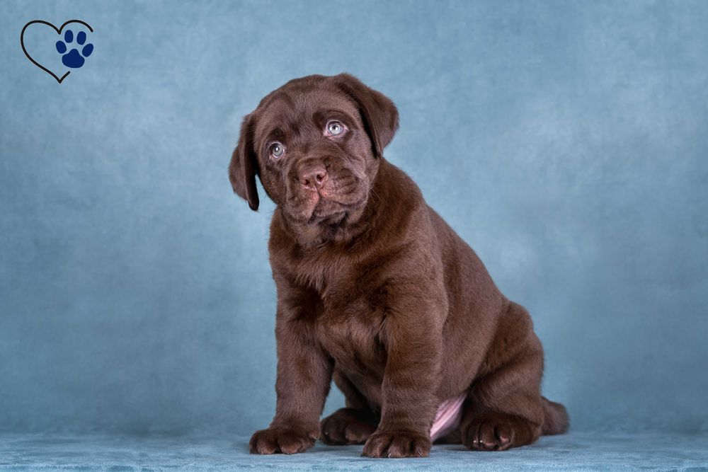 Цуценя / цуценята Лабрадора / щеня / щенята / щенок / щенки / Ретривер