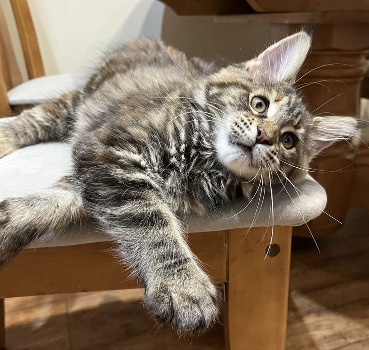 Кошеня Мейн-кун дівчинка з документами