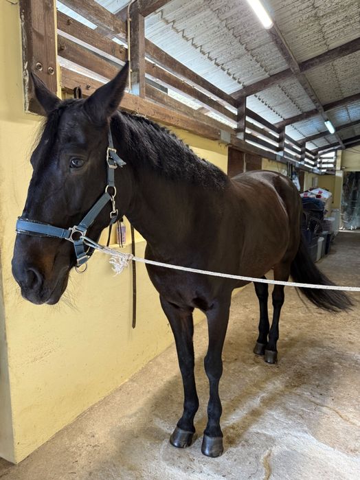 Égua puro sangue lusitano