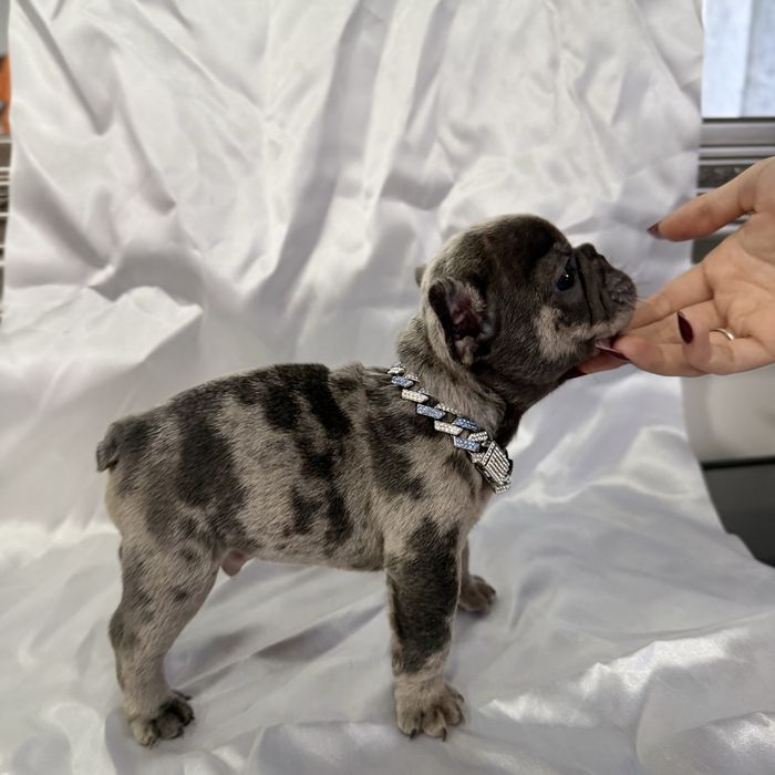 Menino Buldog Frances