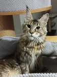 Maine Coon kotka  Maine Coon
