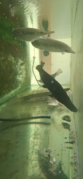 Peixe gar spatula e lepisosteus oculatus