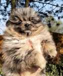 Szpic miniaturowy. Piesek. Blue-merle - tan.