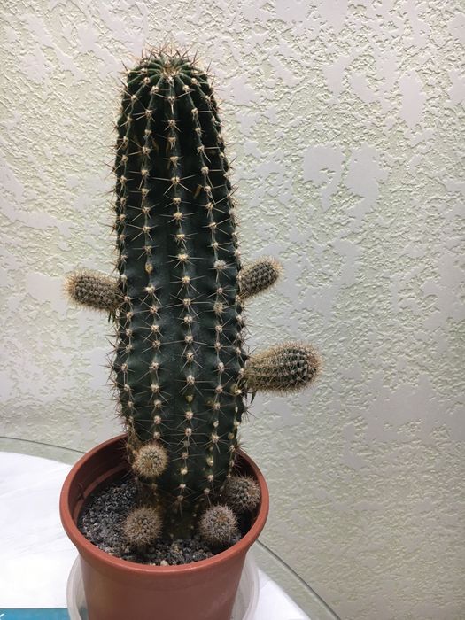 Кактус кімнатний