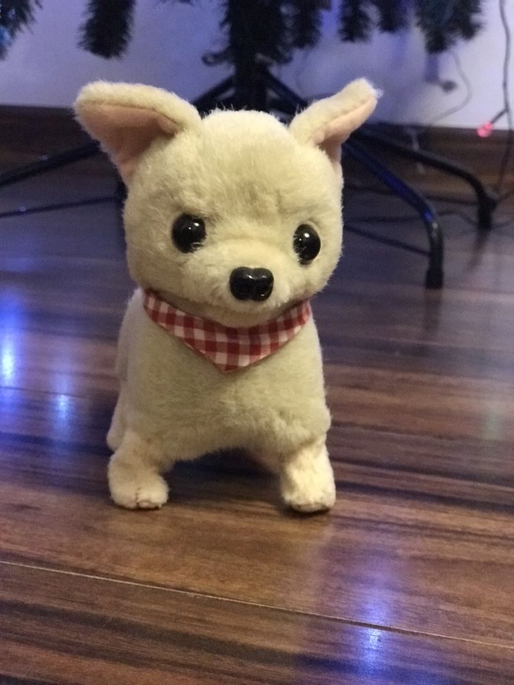 Piesek internaktywny Chihuahua