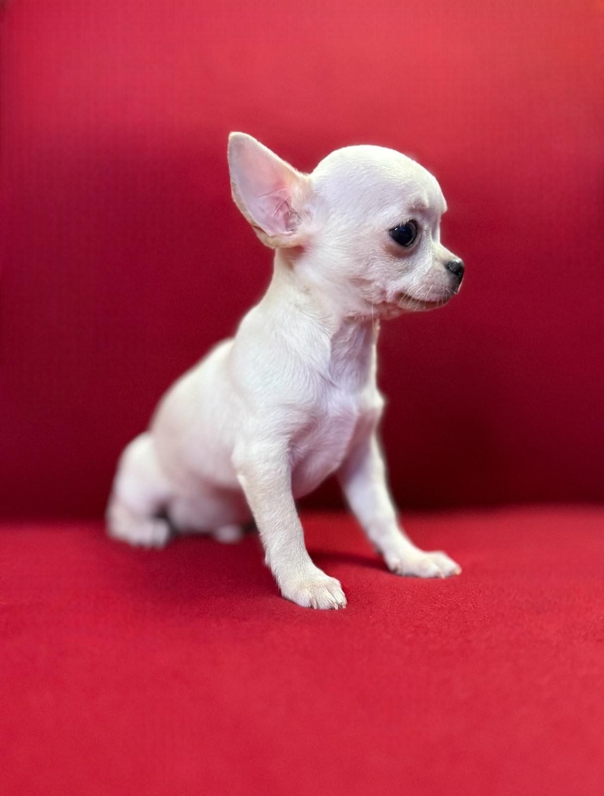 Chihuahua maleńki piesek z rodowodem chi