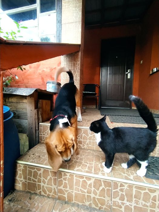 Beagle piesek 6 miesięcy szczepiony z rodowodem