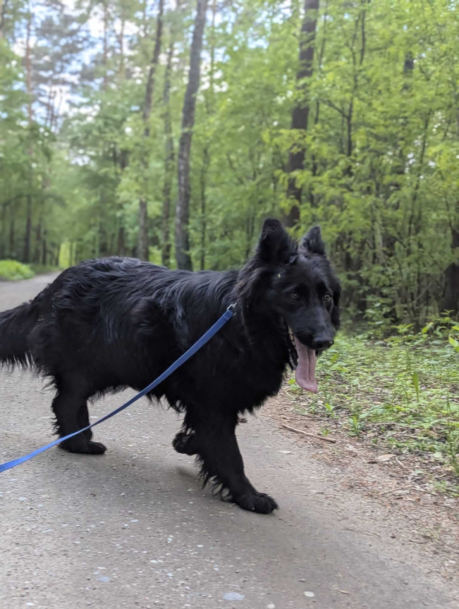 Gabi – sunia w typie owczarka czeka na Ciebie