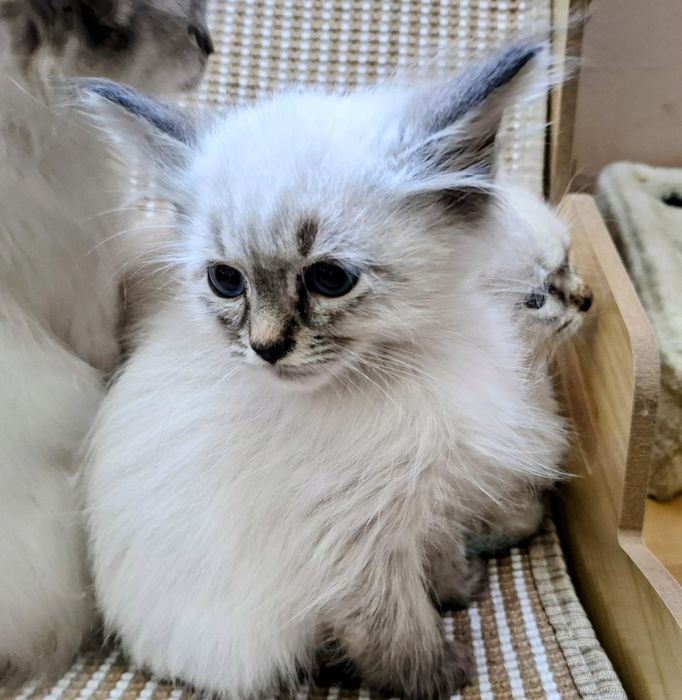 Chłopcy Neva Maesqerade FPL