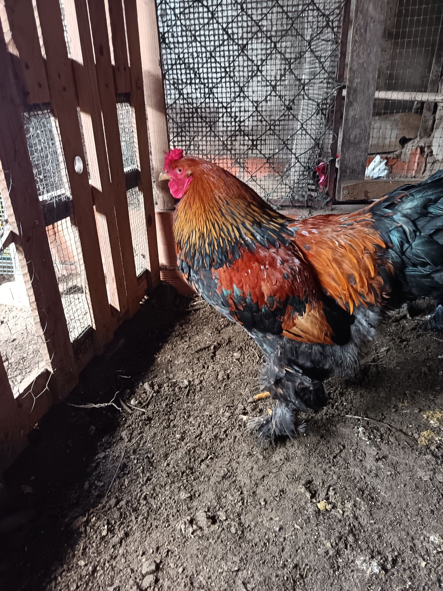 Galo brahma galo