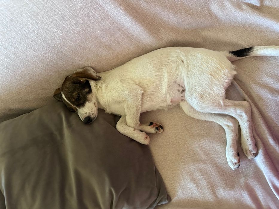 Віддам врятоване цуценя (вакцинована, з паспортом).Доставлю по Україні