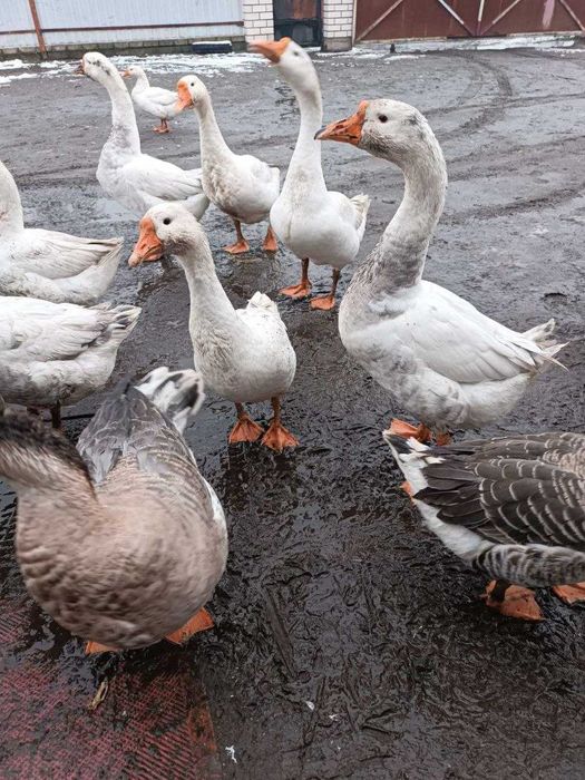Продам молодих гусей сірих та білих