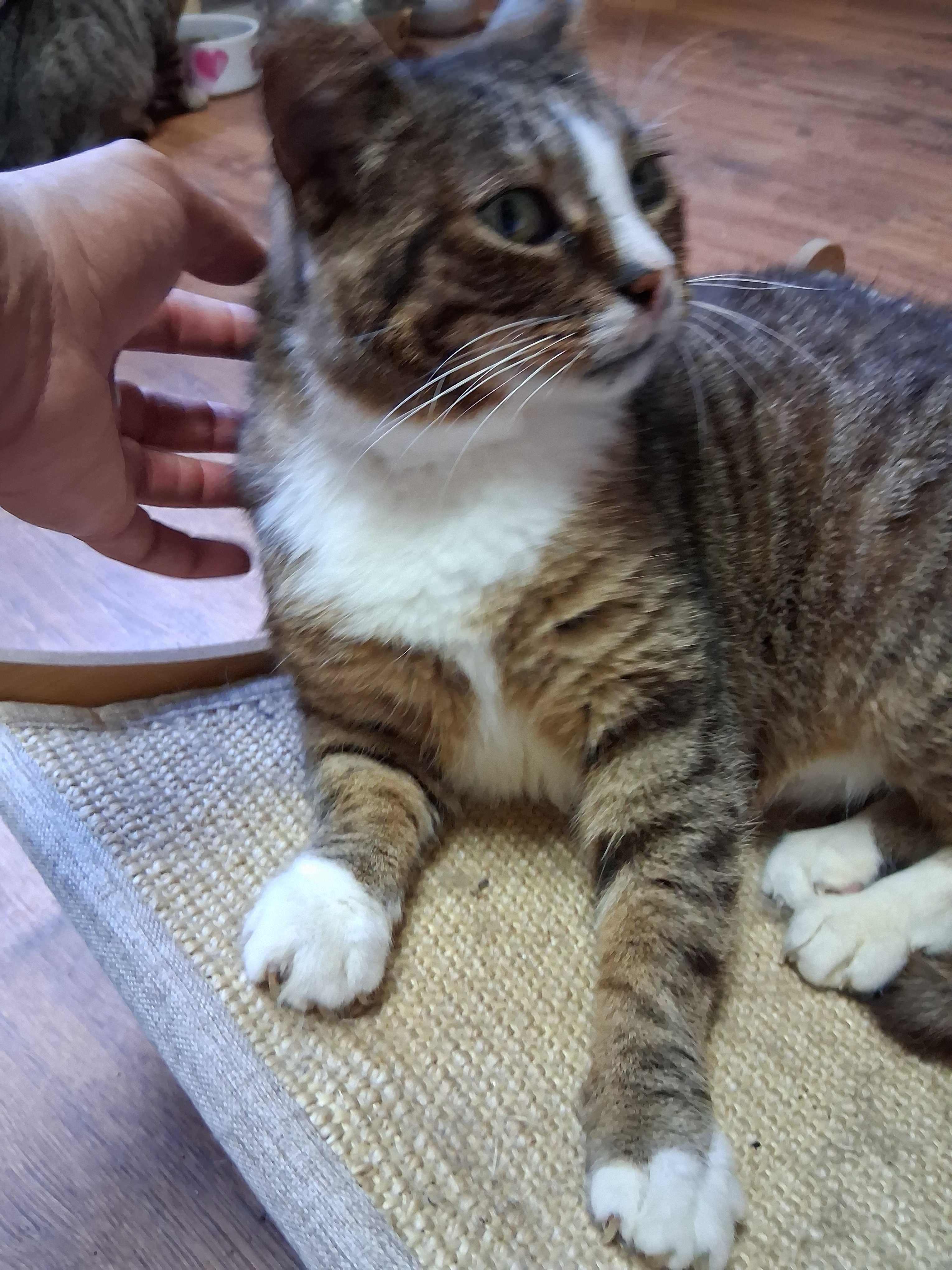 Kot do adopcji porzucone