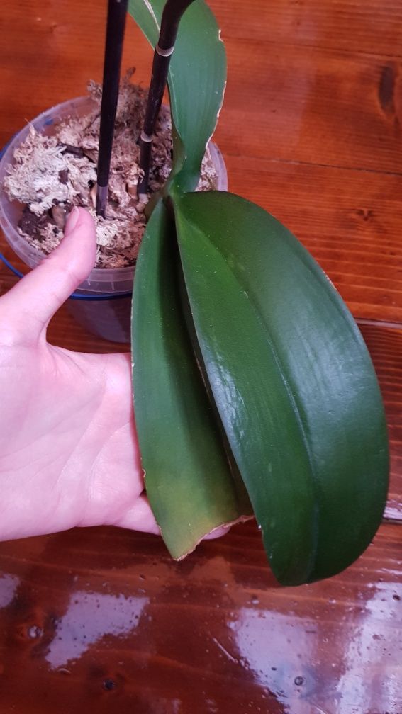 Продам орхидею фаленопсис биглип восковый