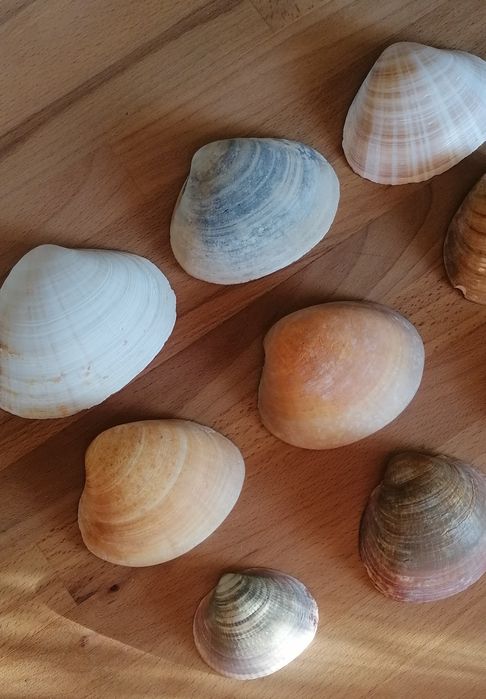 Conjunto 9 conchas do mar