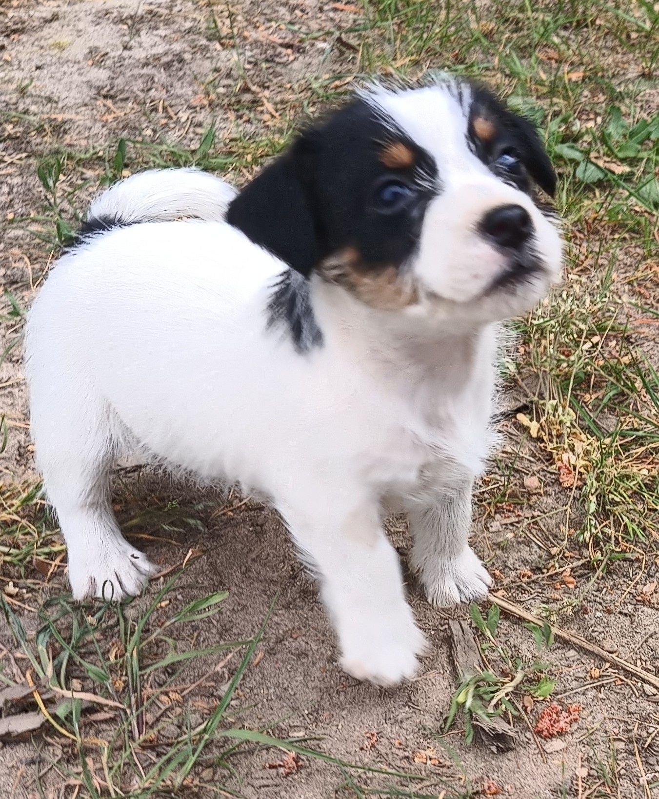 Jack Russell terrier