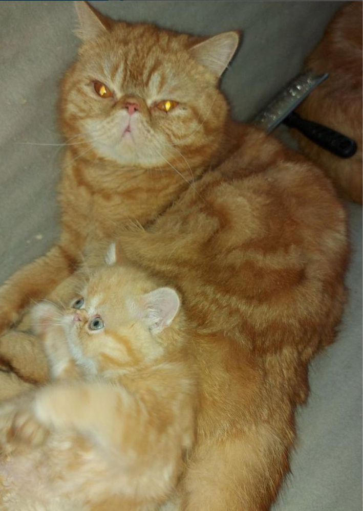 Очаровательные рыжие экзотические котята с документами! Котёнок!