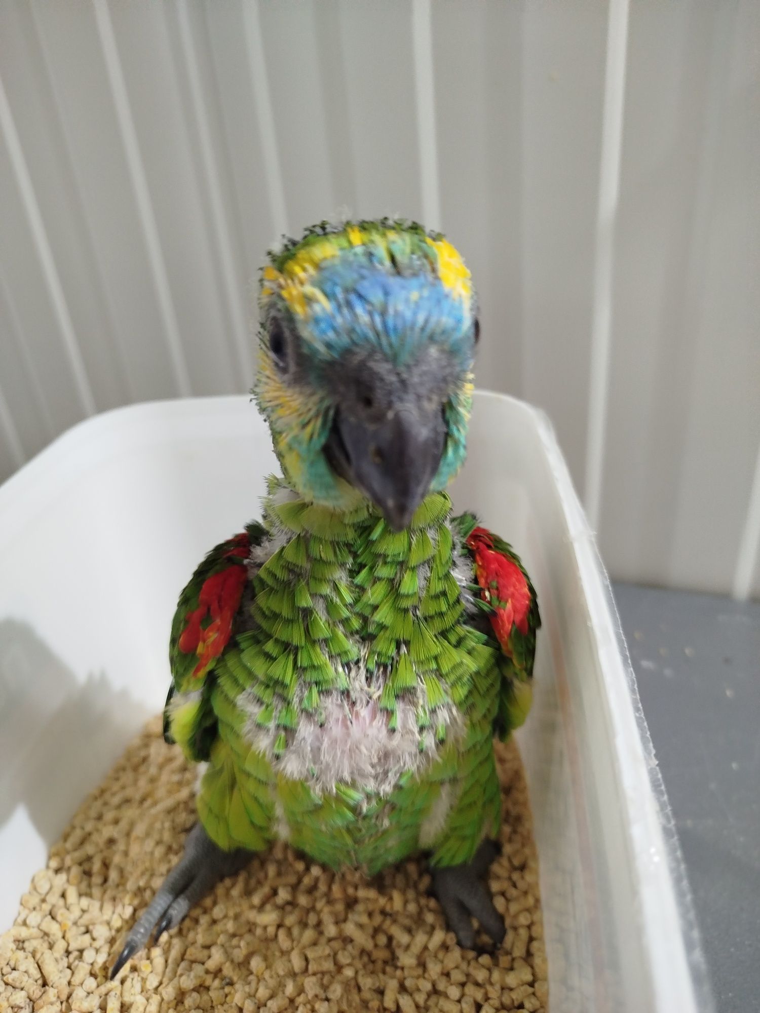 Amazona aestiva aestiva