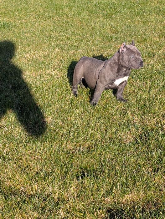 American bully suczka blue