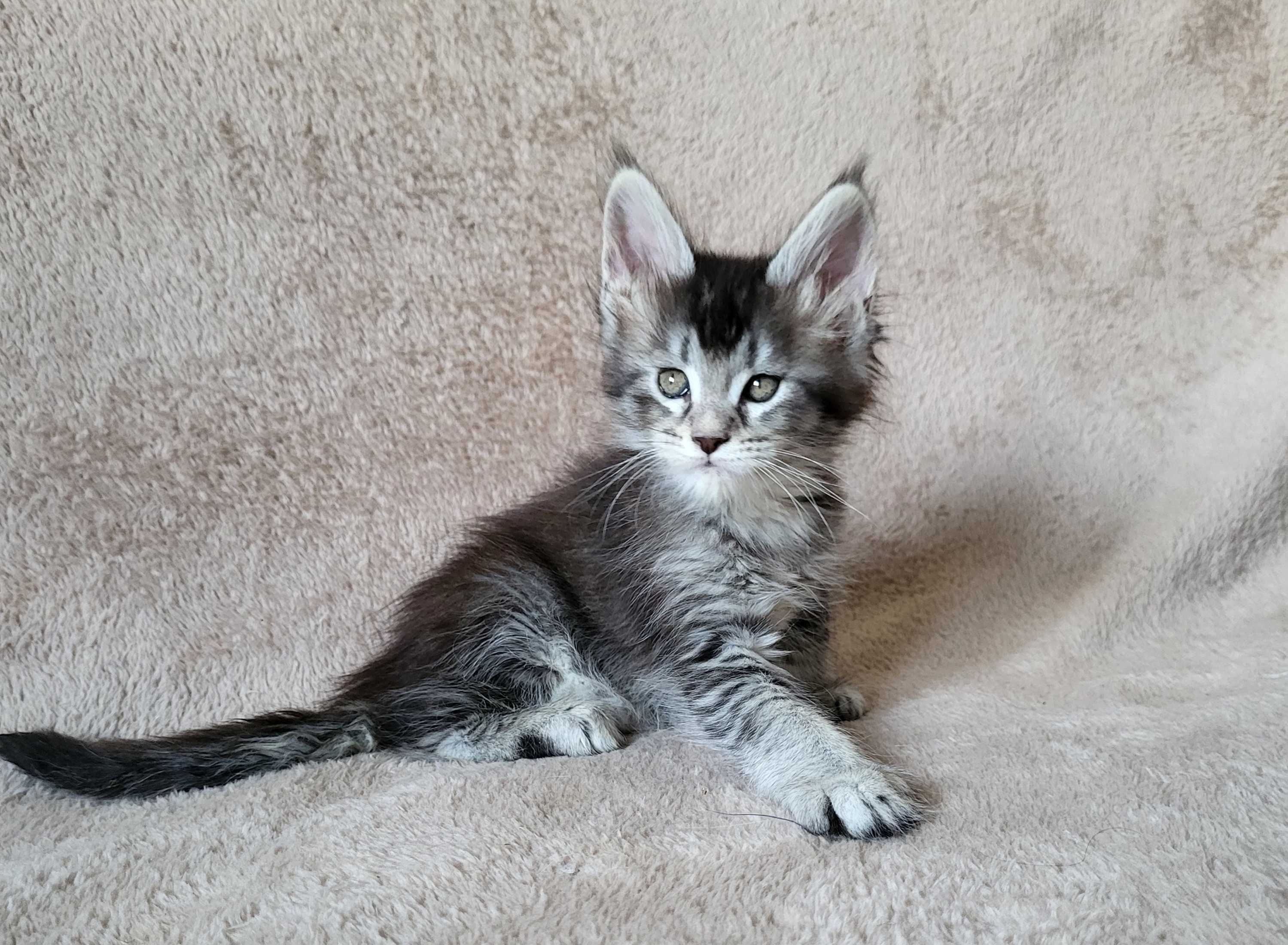 Dziewczynka maine coon z rodowodem FPL