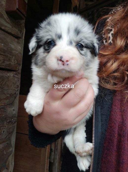 suczka border collie