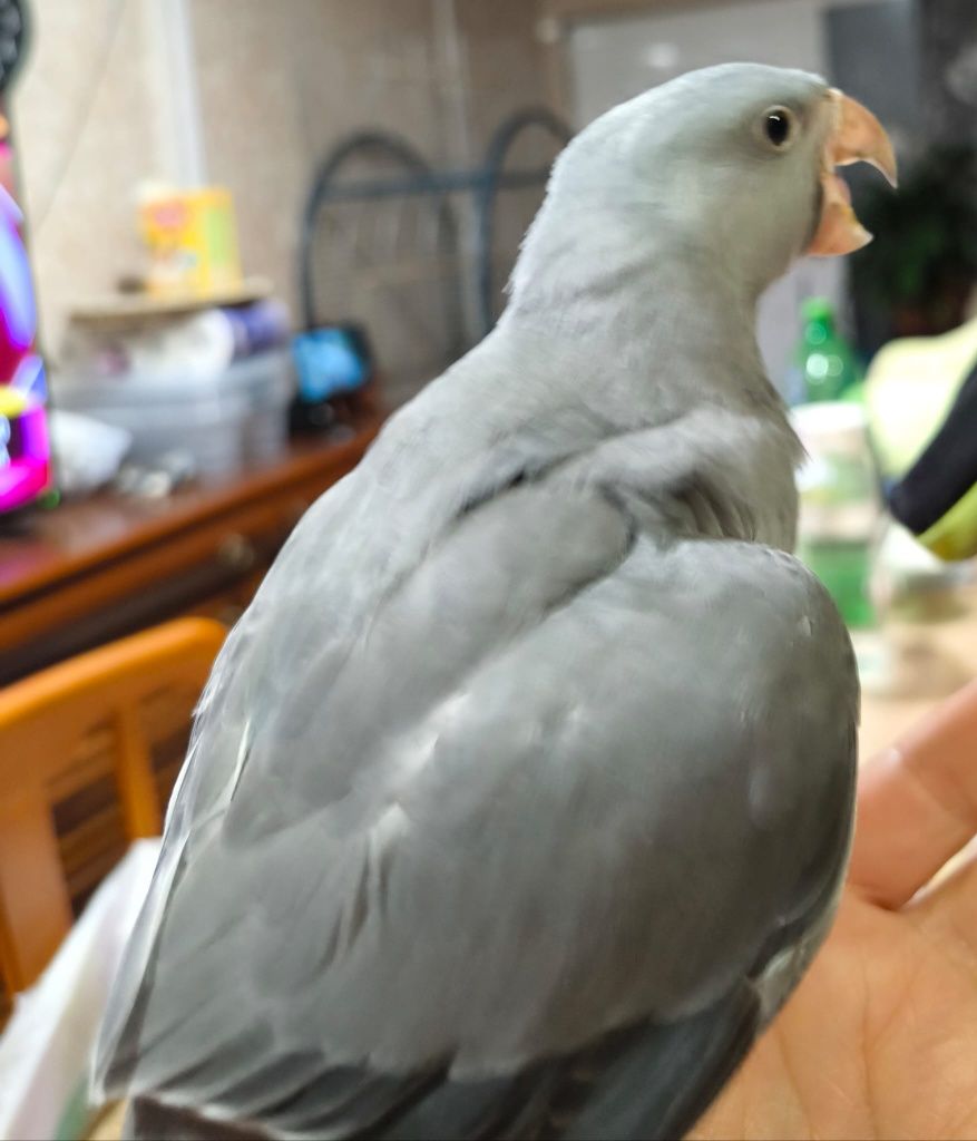 Ring Neck cinzento criado à mão