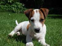 Jack Russell Terrier piesek od #SMARTIE JACKS# pure breed MALE Jack