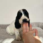 Suczka cocker spaniel angielski szczeniak