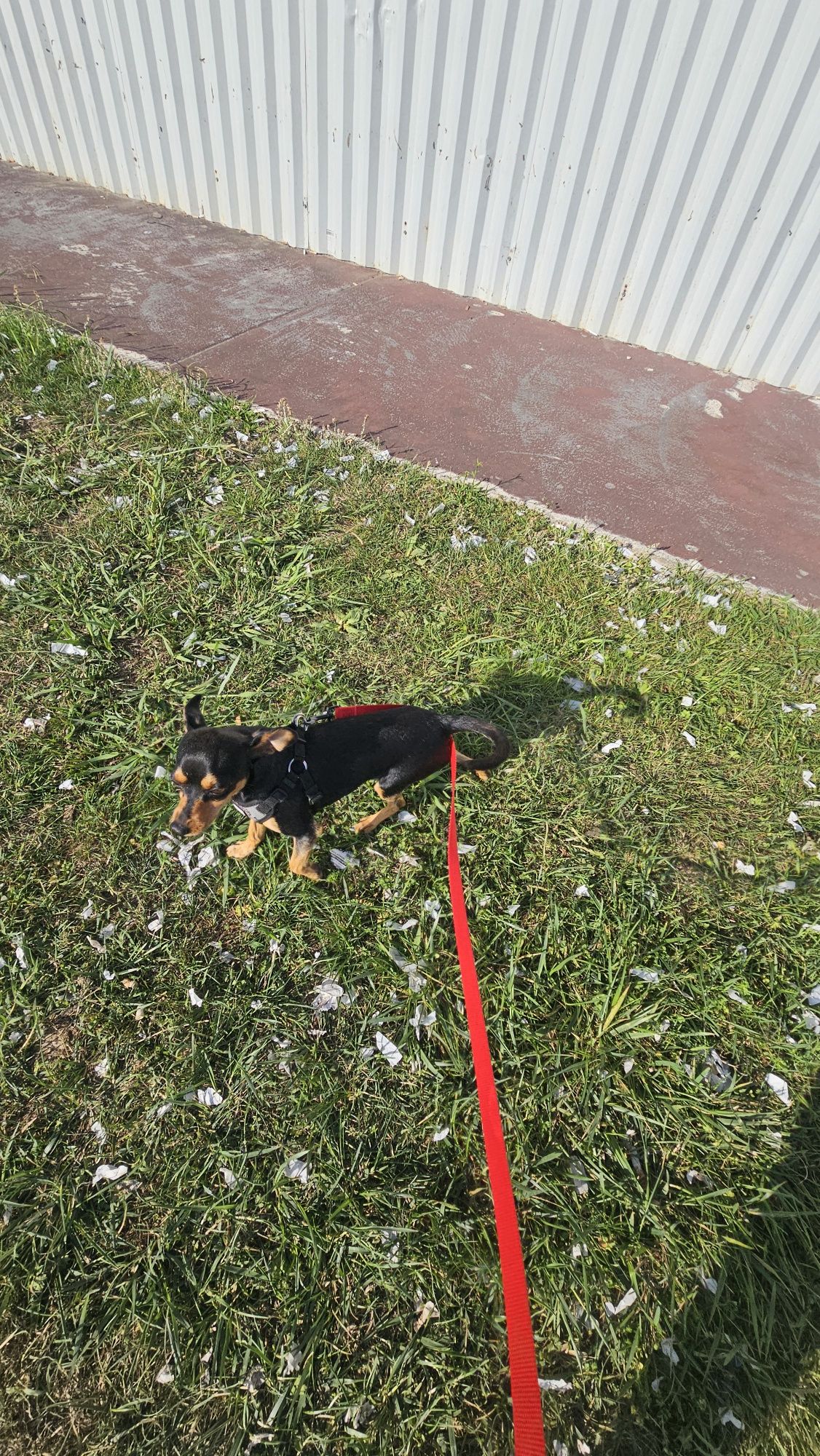 Pincher Macho puro