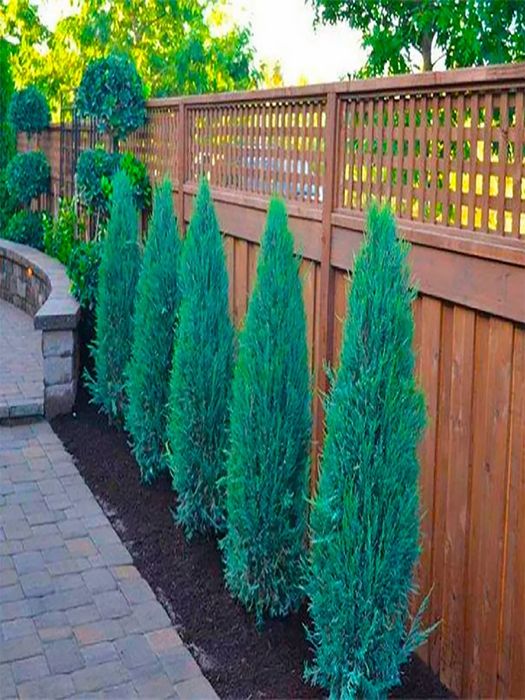 Можжевельник чешуйчатый Blue Star,Blue Arrow