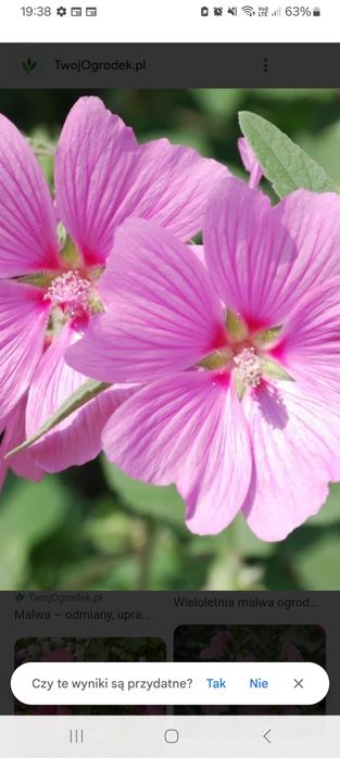 Sprzedam dużą sadzonki malwy drzewiastej, krzew wieloletni
