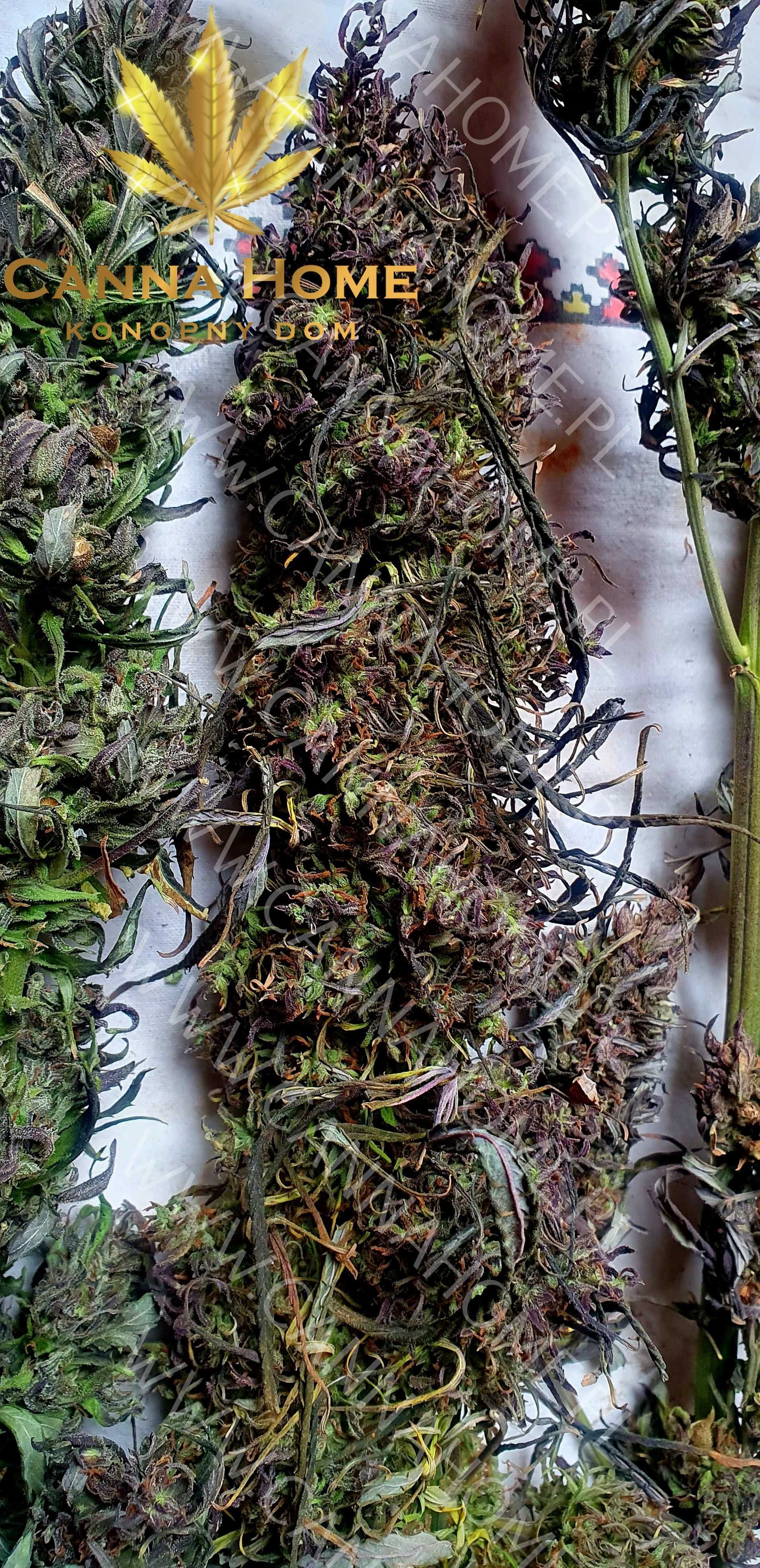 Topy Cannabis Sativa 10g PURPLE CBD CBG THC konopny Full spectrum
