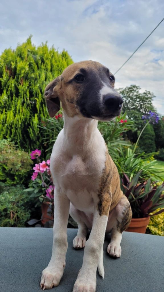 Whippet szczeniak piesek