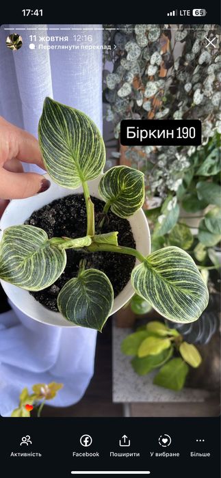 Філодендрон Біркин, лимон-лайм, бегонія , філ рінгофаєр, сингоніум