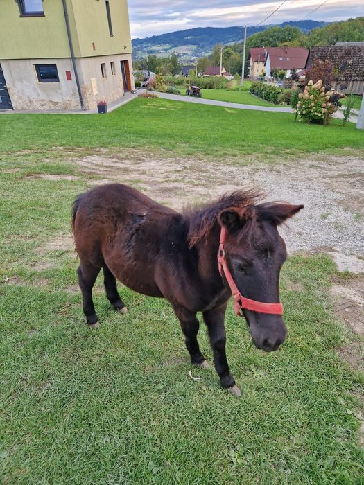 Sprzedam ogiereka kucyka.
