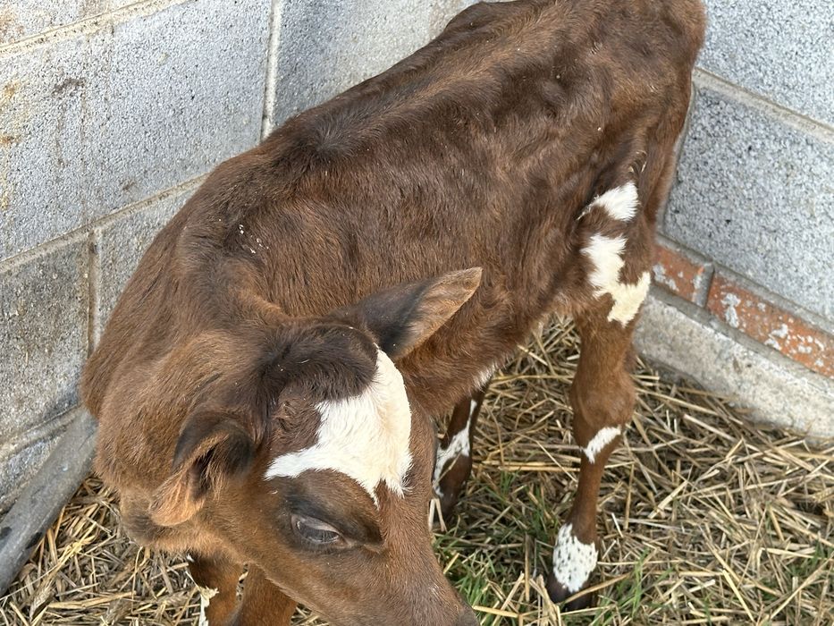 Sprzedam cielaka jałówkę