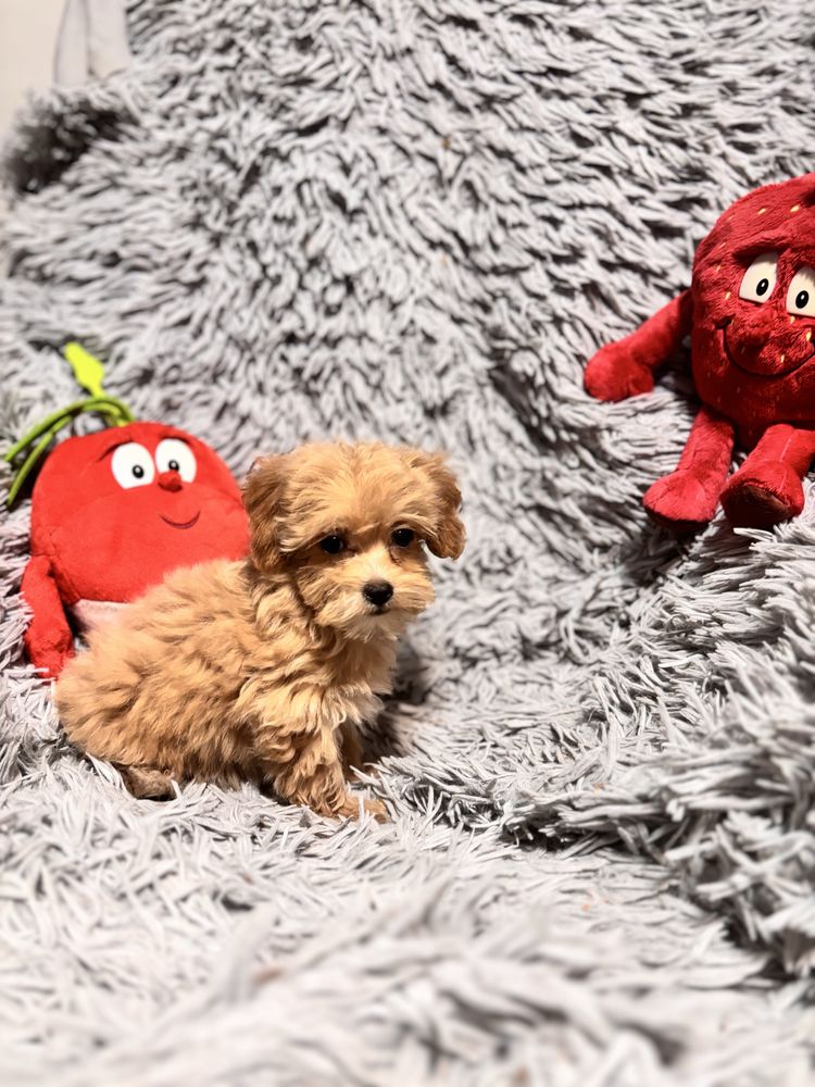 Maltipoo maltańczyk -pudel toy suczka
