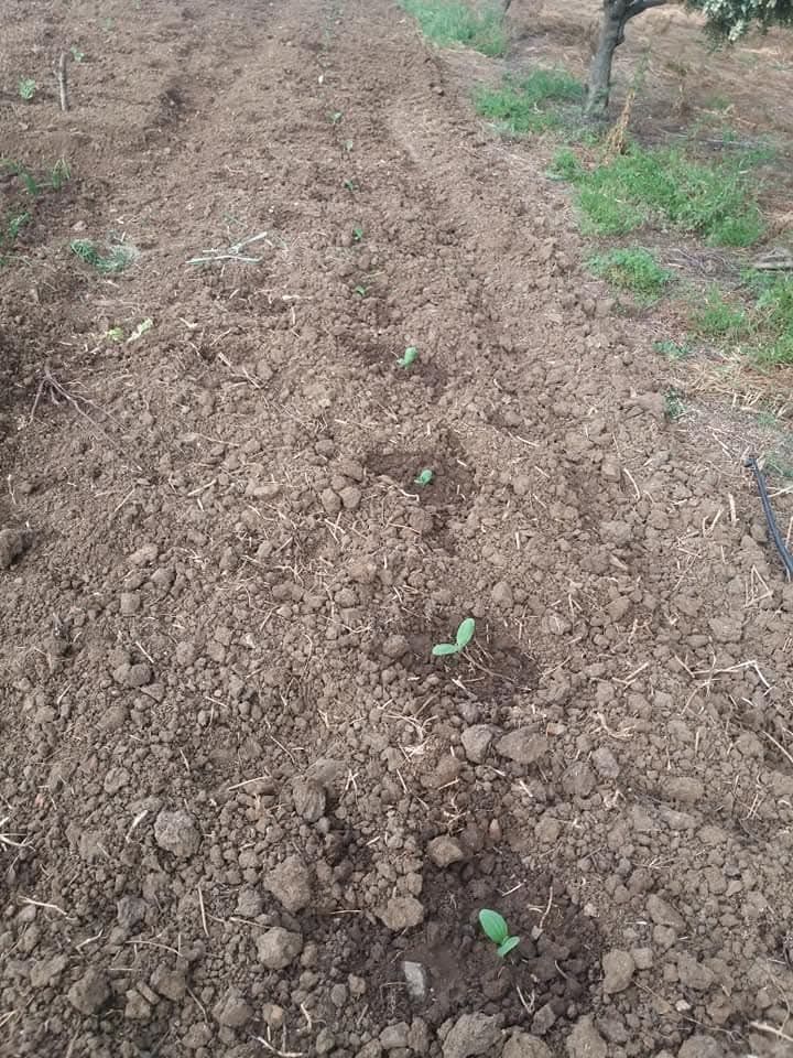 Terreno com 5.3 hectares