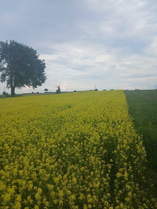 Mam do sprzedania gorczyce