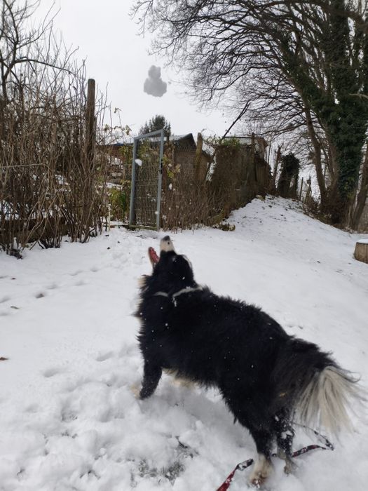 Niezwykły Border Collie - mądry, radosny i piękny puchaty Collie