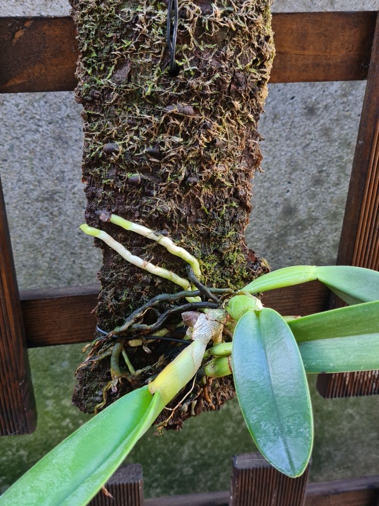 [Brassavola] Rhyncholaelia glauca - Orquídea Montada