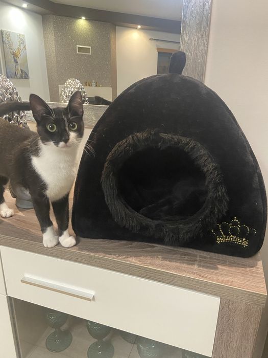 Cama para gatinhos/gato