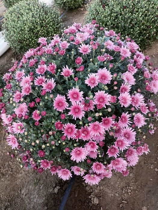 Chryzantemy na sprzedaż