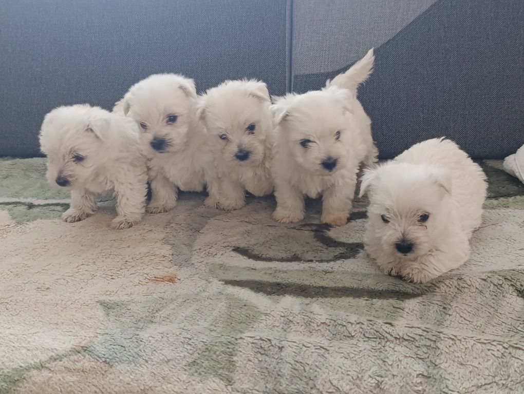West Highland White Terrier Szczeniak