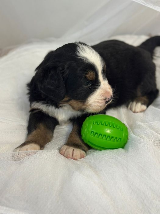 Berneński pies pasterski,ZKwP/FCI