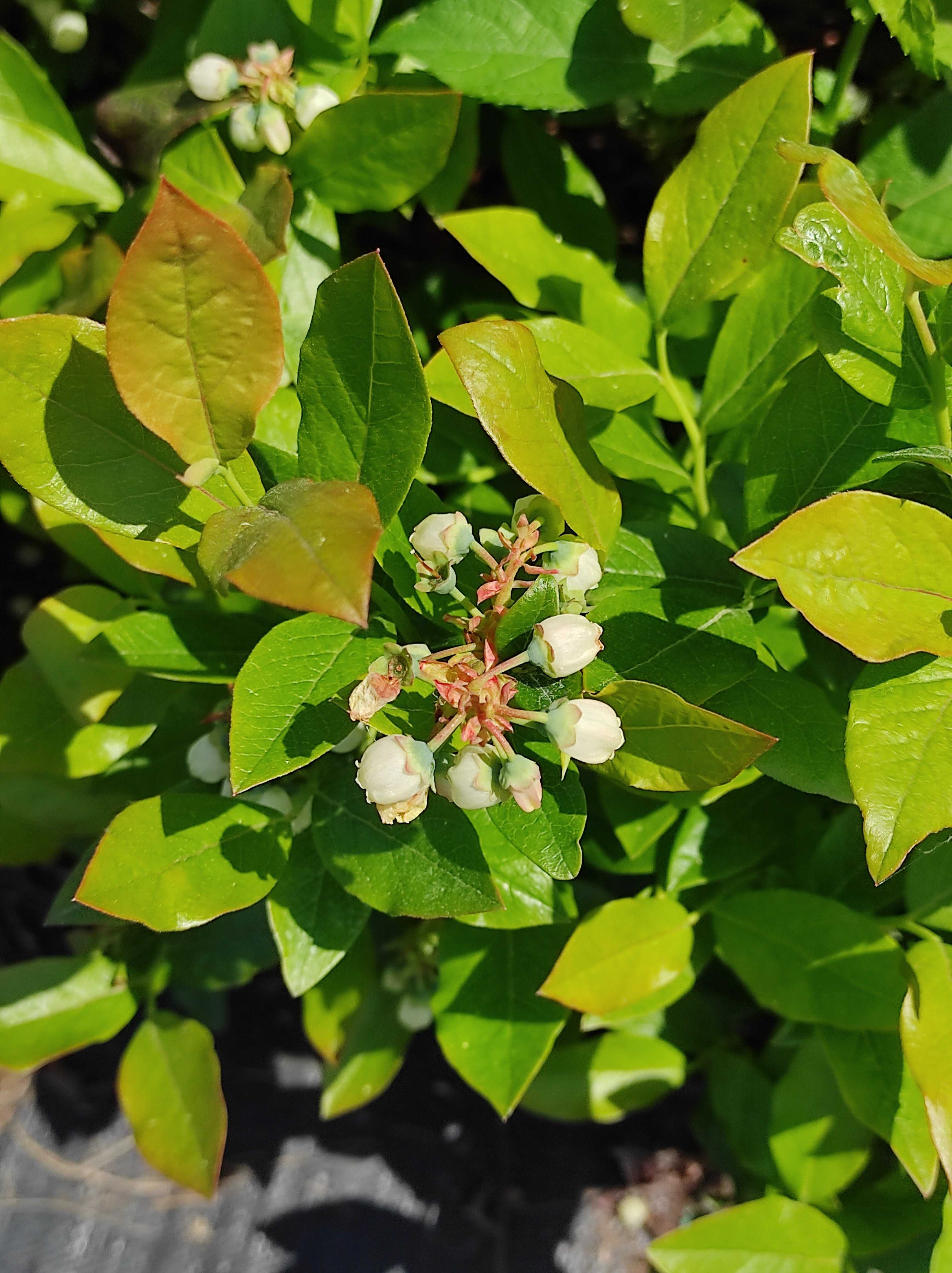 Borówka Amerykańska ( Wysoka ), Vaccinium corymbosum