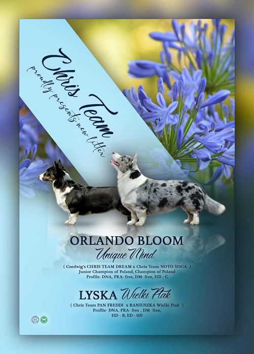 Welsh Corgi Cardugan