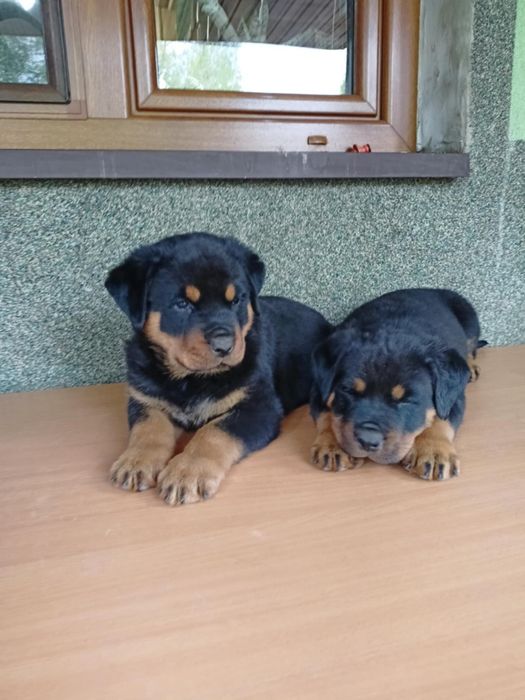Piękna suczka rottweiler