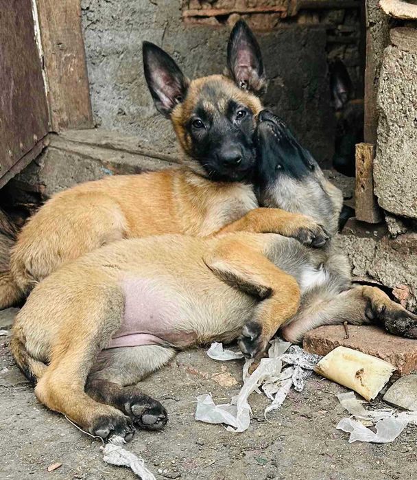 Бельгійська вівчарка малінуа.