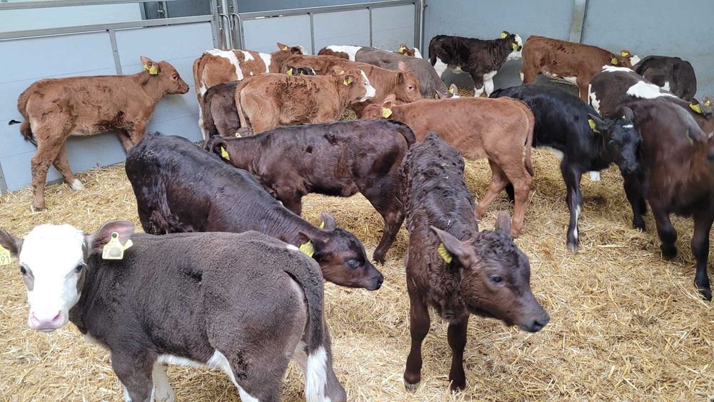 Byczki i Jałówki Cielęta 50-100kg POLSKIE